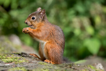 Red Squirrel in a forest, close up