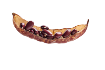 Kidney Beans in Dried Pod: A vibrant display of fresh, rich, kidney beans nestled inside a dried pod, capturing the natural textures and warm hues, ready for cooking.