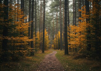 Obraz premium Autumnal Forest Path: Serene Woodland Scene