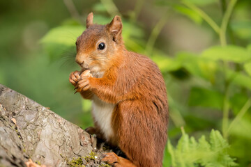 Red Squirrel in a forest, close up