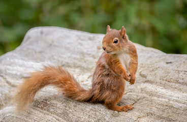 Red Squirrel close up in Scotland on a rock