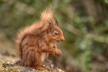 Red Squirrel in a forest, close up