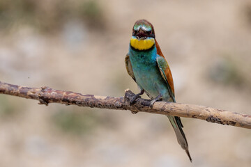 Colorful bird outdoors and wildlife. European bee-eater (Merops apiaster) in natural habitat. A strikingly beautiful colorful bird that can fly very well and winters in Africa as a migratory bird. 