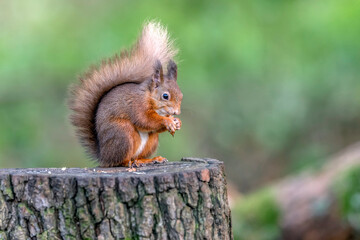 Red Squirrel sitting on a tree stump