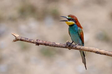 Colorful bird outdoors and wildlife. European bee-eater (Merops apiaster) in natural habitat. A strikingly beautiful colorful bird that can fly very well and winters in Africa as a migratory bird. 