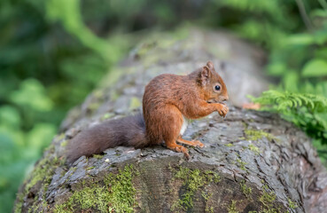 Red Squirrel in a forest, close up