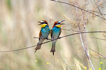 Colorful bird outdoors and wildlife. European bee-eater (Merops apiaster) in natural habitat. A strikingly beautiful colorful bird that can fly very well and winters in Africa as a migratory bird. 