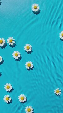 Vertical video of chamomile flowers swim in blue water texture background on harsh sunlight