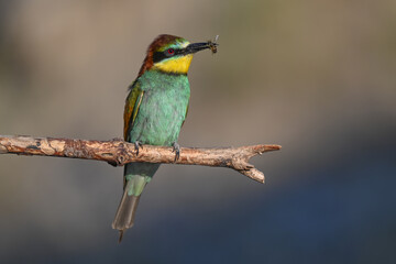 Colorful bird outdoors and wildlife. European bee-eater (Merops apiaster) in natural habitat. A strikingly beautiful colorful bird that can fly very well and winters in Africa as a migratory bird. 