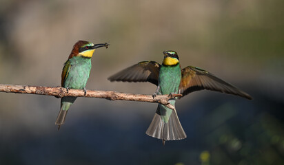 Colorful bird outdoors and wildlife. European bee-eater (Merops apiaster) in natural habitat. A strikingly beautiful colorful bird that can fly very well and winters in Africa as a migratory bird. 