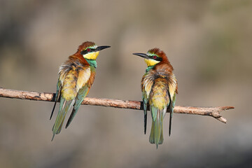 Colorful bird outdoors and wildlife. European bee-eater (Merops apiaster) in natural habitat. A strikingly beautiful colorful bird that can fly very well and winters in Africa as a migratory bird. 
