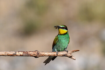 Colorful bird outdoors and wildlife. European bee-eater (Merops apiaster) in natural habitat. A strikingly beautiful colorful bird that can fly very well and winters in Africa as a migratory bird. 
