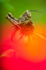 A grasshopper is perched on a dried flower with a blurred background of colorful flowers. Photographed close up using macro photography.