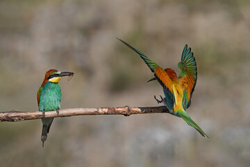 Colorful bird outdoors and wildlife. European bee-eater (Merops apiaster) in natural habitat. A strikingly beautiful colorful bird that can fly very well and winters in Africa as a migratory bird. 