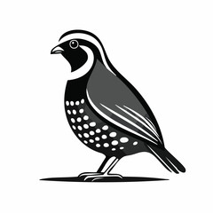 Quail Bird image vector. Black And White Illustration Quail Bird image Isolated On Background