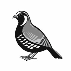 Quail Bird image vector. Black And White Illustration Quail Bird image Isolated On Background