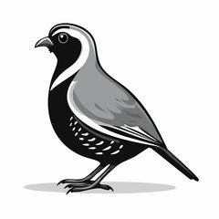 Quail Bird image vector. Black And White Illustration Quail Bird image Isolated On Background