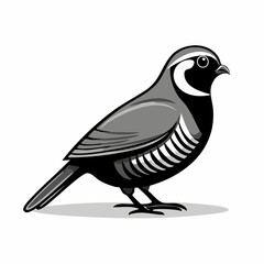 Quail Bird image vector. Black And White Illustration Quail Bird image Isolated On Background