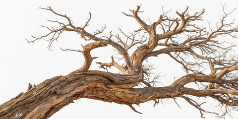 Fototapeta premium Dryad's Crown Twisted Branches of an Ancient Tree Against a White Sky, nature, textures