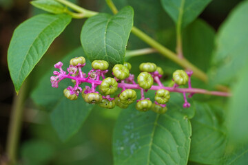 Phytolacca americana Phytolacca americana perennial herbaceous plant green fruits branch leaves nature
