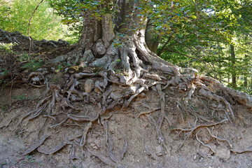 tree grows on rocks roots outward cling to soil forest nature Bulgaria