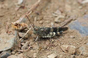 
Blue-winged grasshopper insect family true locust macro nature