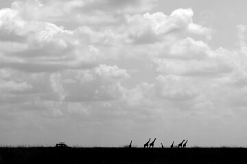 Silhouette of a tourist vehicle and Giraffes at Masai Mara, Kenya © Dr Ajay Kumar Singh