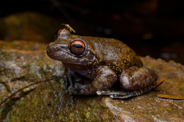herpetofauna