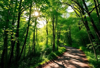 Obraz premium Sun-dappled forest path, lush green foliage, summer light, tranquility, trail