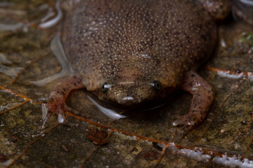 herpetofauna