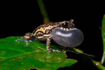herpetofauna