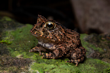herpetofauna