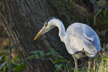 a heron from close up, gray heron on a slope near the stream, lying in wait for prey, gray heron from the side, bird focused on food, green leaves in the background, gray plumage, Ardea cinerea, tree
