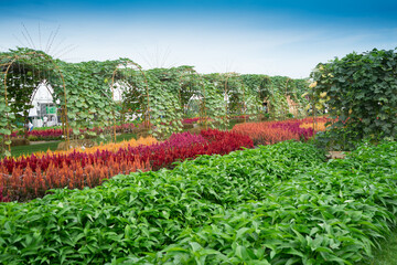 Vegetables  plant such as Morning glory, pumpkin and string bean that structure for climbing plants...