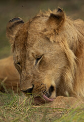 A male lion leaking its leg, Masai Mara, Kenya