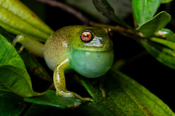 herpetofauna
