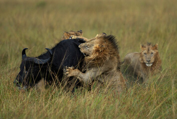 Lion holding a cape buffalo while hunting at Masai Mara, Kenya