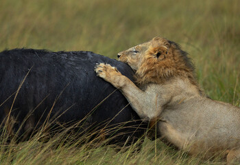 A male lion hunting a cape buffalo at Masai Mara, Kenya