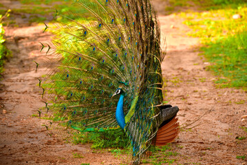 Obraz premium peacock with feathers