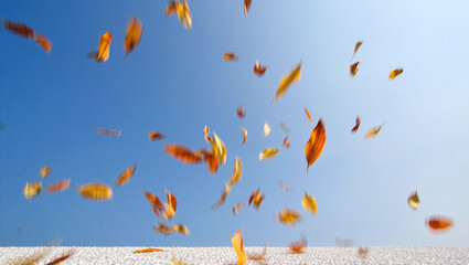 Obraz premium A vibrant image of autumn leaves swirling and dancing in the wind against a clear, bright blue sky.