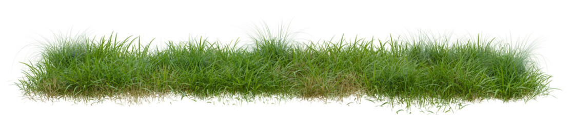 PNG transparent background of grass row, 3d illustration rendering