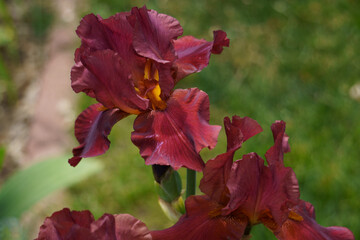 A Beautiful Maroon Iris Flower in a Garden