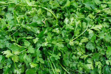 Fresh cilantro leaves displayed in bulk, showing vibrant green color, aromatic texture, and ready-to-use quality for cooking and garnishing.