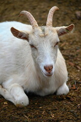 Beautiful goats on the farm. Concept for animals and agriculture.