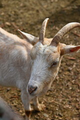 Beautiful goats on the farm. Concept for animals and agriculture.