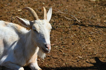 Beautiful goats on the farm. Concept for animals and agriculture.