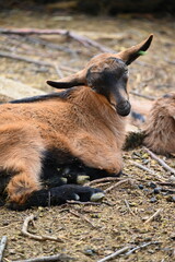 Beautiful goats on the farm. Concept for animals and agriculture.