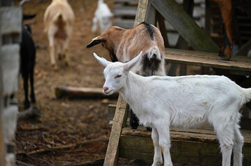 Beautiful goats on the farm. Concept for animals and agriculture.