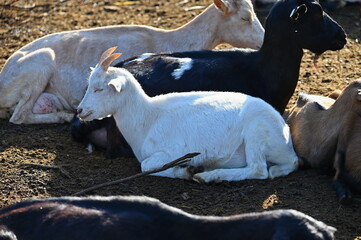 Beautiful goats on the farm. Concept for animals and agriculture.