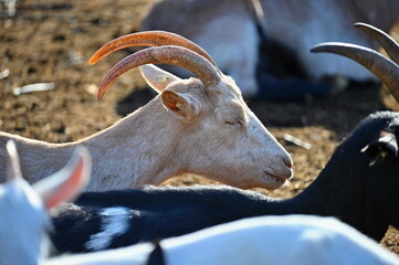 Beautiful goats on the farm. Concept for animals and agriculture.